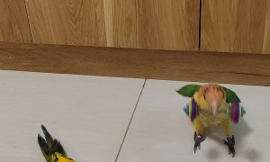 Weightlifting Parrots