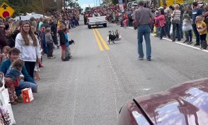 Border Collies Herd Ducks In A Parade