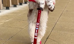Springer Spaniel Shows Off Her Scooter Skills