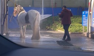 Horse Gets Hosed Off at Car Wash