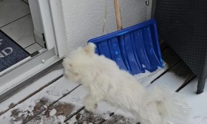 Polite Pup Wipes His Paws