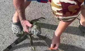 Man Catches Big Iguana Out of a Tree