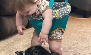 Baby Meets Cuddly Calico Kitten