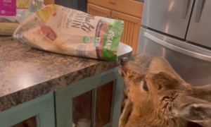 Fawn Snacks on Chips With Canine Friends