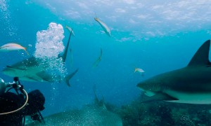 Tiger Shark Almost Nibbles Diver