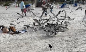 Seagulls Went Savage On Leftovers