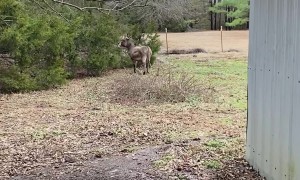 Donkey Plays With Squeaking Rubber Chicken