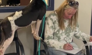 Super-excited pup waits for new mom to fill the adoption papers 