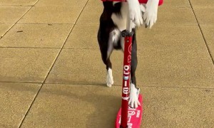 Border Collie Rides a Scooter