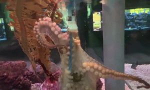 Octopus Takes a Net and Won't Give it Back