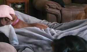 Rottweiler Throws A Fit