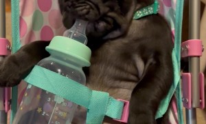 Perfect Pug Baby Sits In Stroller