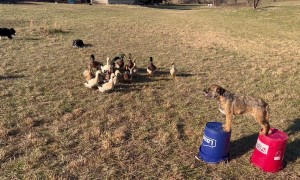 Collies Herding Ducks