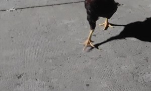 Monkey Rides On Chicken's Back