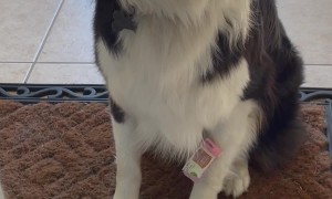 Goose Got Into The Lemonade