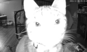 Cat Stares Into New Camera