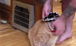 Chonky Orange Cat Wears Tiny Sombrero