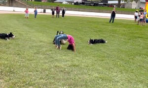 Border Collies Herd Ducks Under Girl's Back Bend