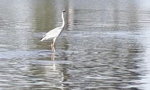 Gray Heron Surfs On Hippo