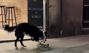 Skater Dog Tries Out Some New tricks