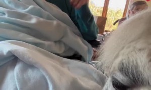 Grandma's reaction to meeting an adorable pony is beautiful 