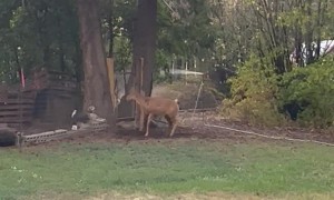 Dogs and Deer Face Off
