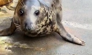 This is the cutest & bounciest seal 