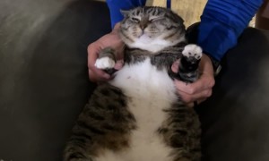 Grumpy Kitty Gets A Kiss