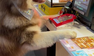 Friendly Dog Samples Chicken Nuggets