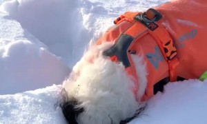 Playful dog shoves his head deep into the snow 