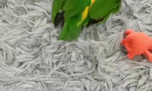 Are They Birds Or Bunnies