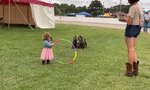 Border Collie Herds Ducks Through Hoop With a Little Helper