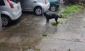 Rottweiler Enjoys a Rain Gutter Shower