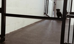 Testing the Athleticism of Doggy Daycare Pups