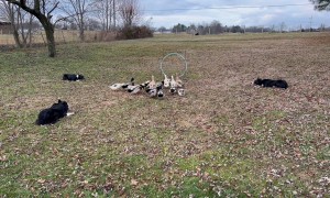 Border Collies Work Together To Herd Ducks