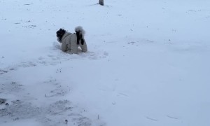 Yorkipoo Loves to Rub His Face in the Snow