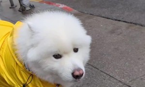Dog Decked Out For Rainy Day Walk