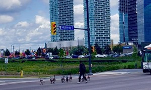 Guy Herds Family of Geese Out of Intersection