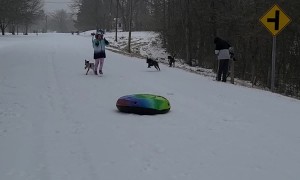 Girl Scorpions Trying to Run and Jump on Tube