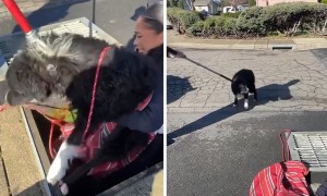 Police rescue dog from storm drain