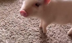 Tiny Pig Does a Trick For a Strawberry Treat