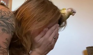 Talking To The Birds While Doing Chores