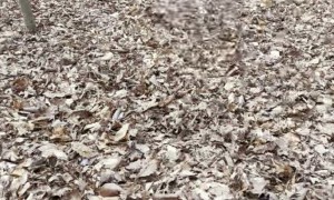 Downhill Stunt Gone Wrong