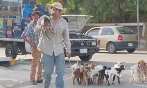 A Cutie Calf In The Car