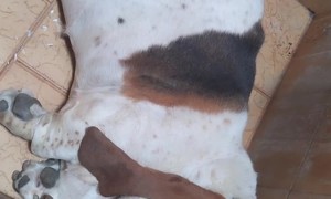 Basset Hound Sleeps in the Shower