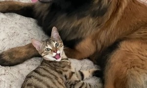 When Your Dog and Cat Are Besties