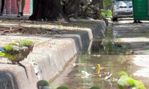 Colorful Parrots Bathe in a Puddle