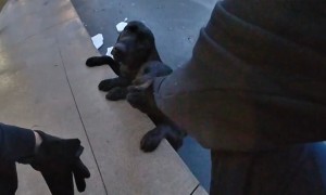 Police Rescued Two Dogs at Reservoir Park