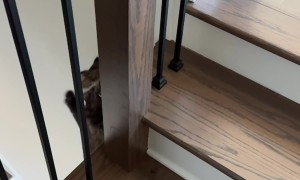 Cat Falls From Top of Stairs in Slow Motion