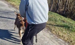 Skateboarding With Mini Goats